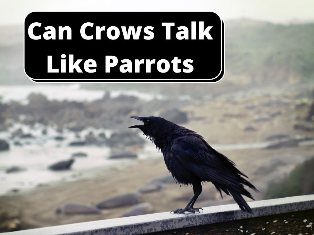 Can Crows Talk Like Parrots