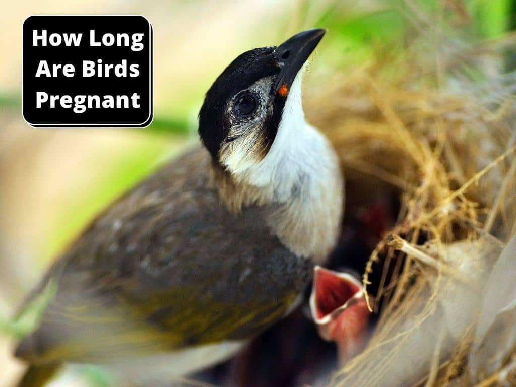how long are birds pregnant
