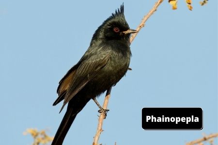 Phainopepla | birds that look like cardinals