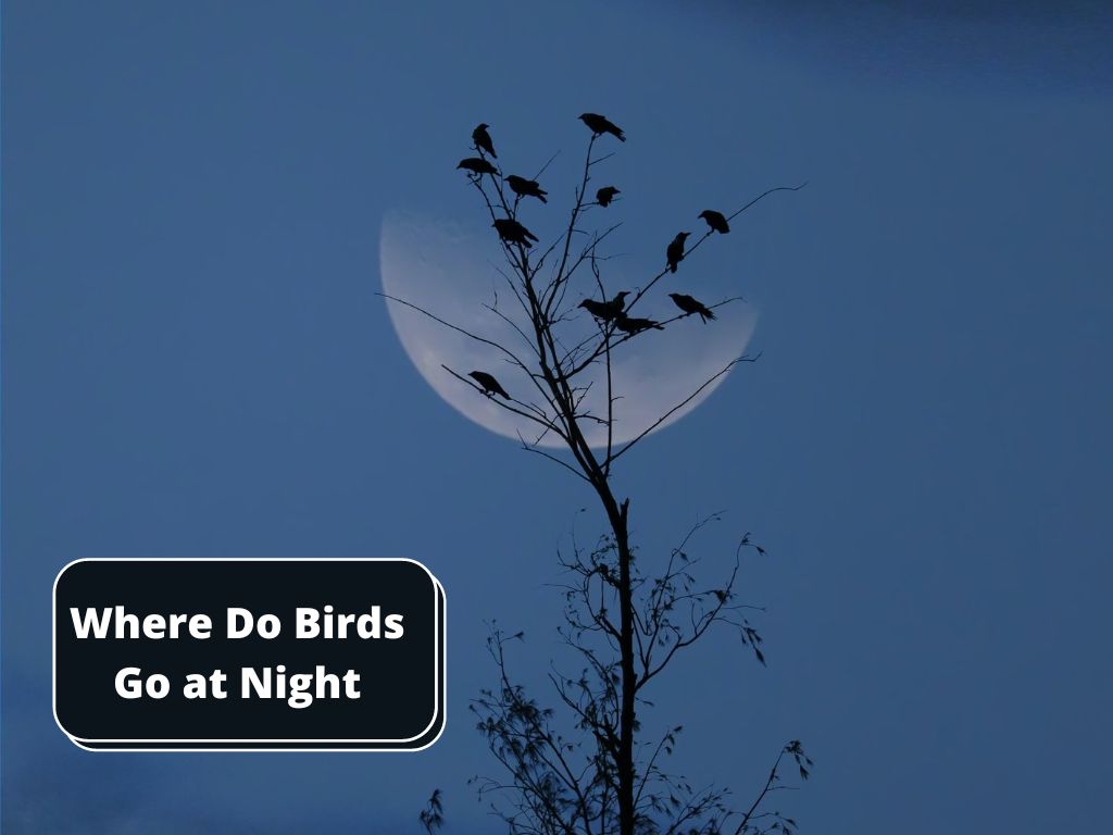 where do birds go at night