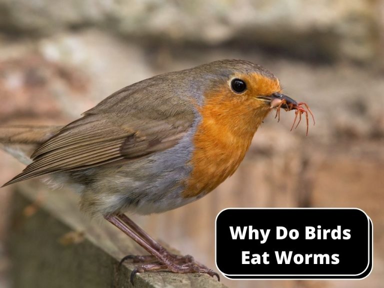 Why Do Birds Eat Worms? A Clear Overview Birds Masters