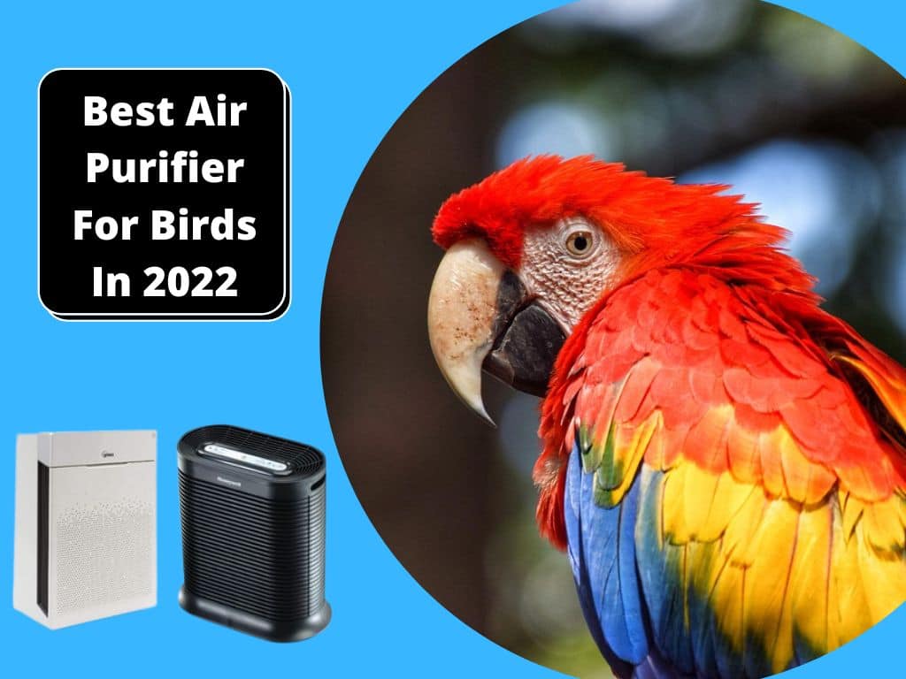 Best Air Purifier For Birds