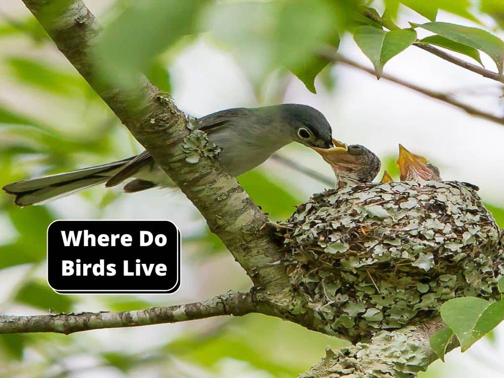 where do birds live
